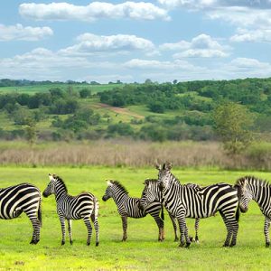 4-Day Rwanda Wildlife and Birding Safari: Akagera and Nyungwe Forest