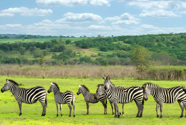 akagera national park 3