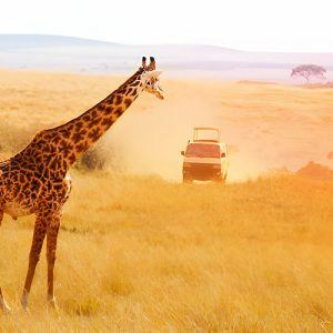 masai_mara_and_amboseli (6) copy