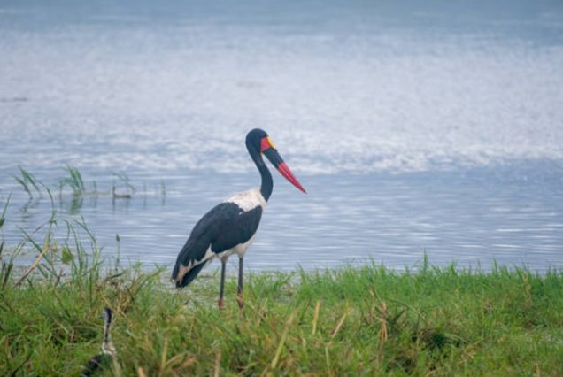 serengeti tarangire lake manyara 5