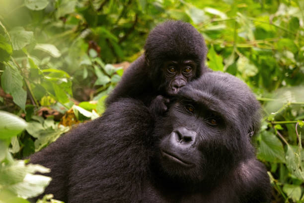 uganda (1)
