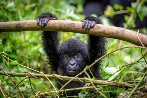 uganda (2)