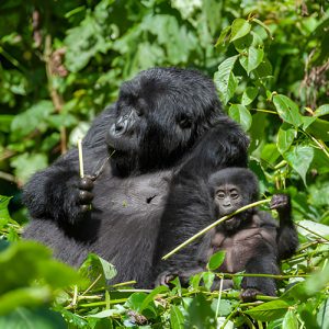 2-Day Gorilla Trekking Adventure in Volcanoes National Park