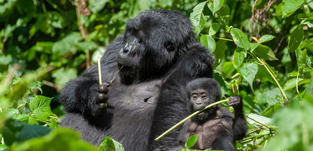 Rwanda