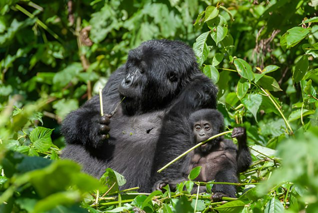 virunga national park 2