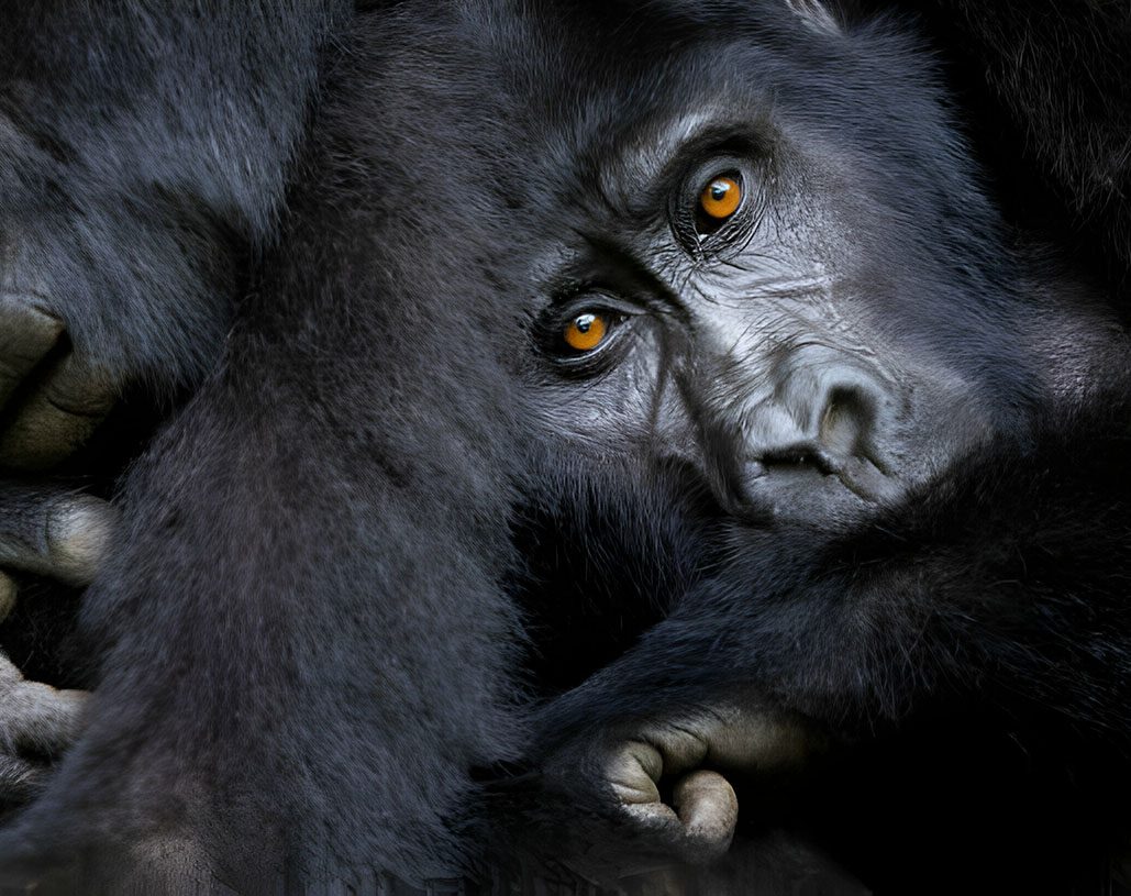 gorilla in bwindi impenetrable forest copy copy